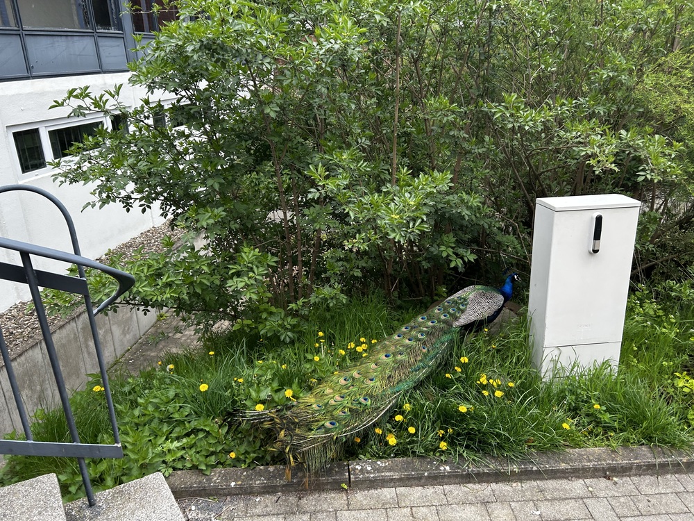 Mehrfamilienhaus Wabeblick in Neuerkerode – Ansicht 8